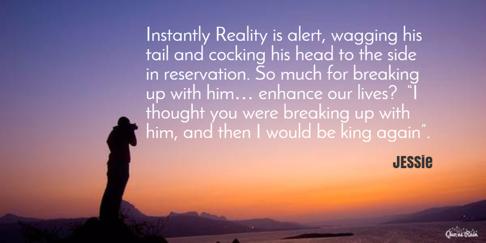 instantly reality is alert wagging his tail and cocking his head to the side in...