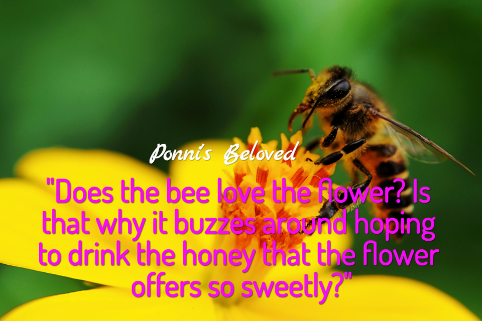 does the bee love the flower is that why it buzzes around hoping to drink the honey...