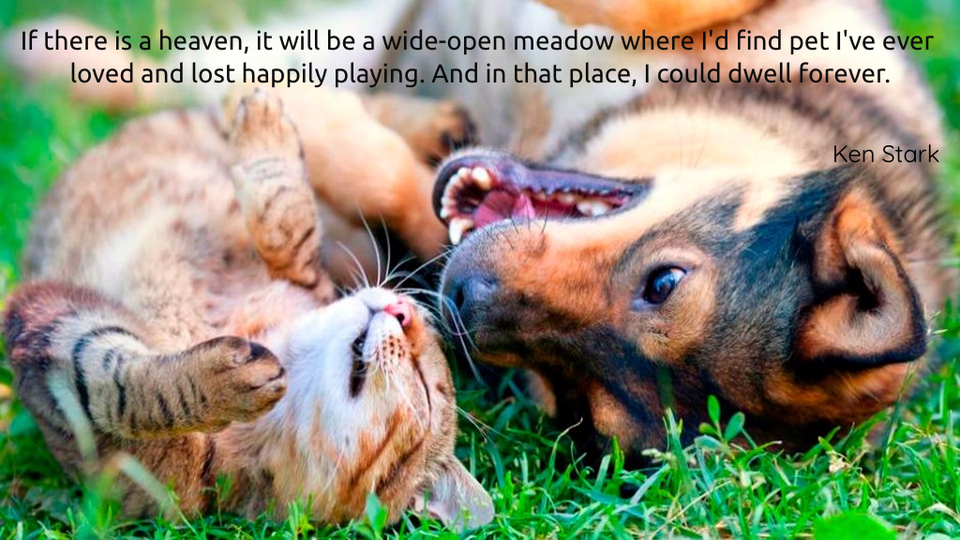 if there is a heaven it will be a wide open meadow where i could spend all of time with...