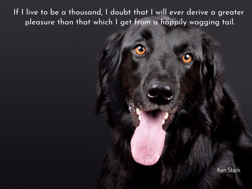 if i live to be a thousand i doubt that i will ever derive more pleasure from anything...