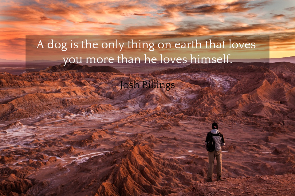 a dog is the only thing on earth that loves you more than he loves himself...