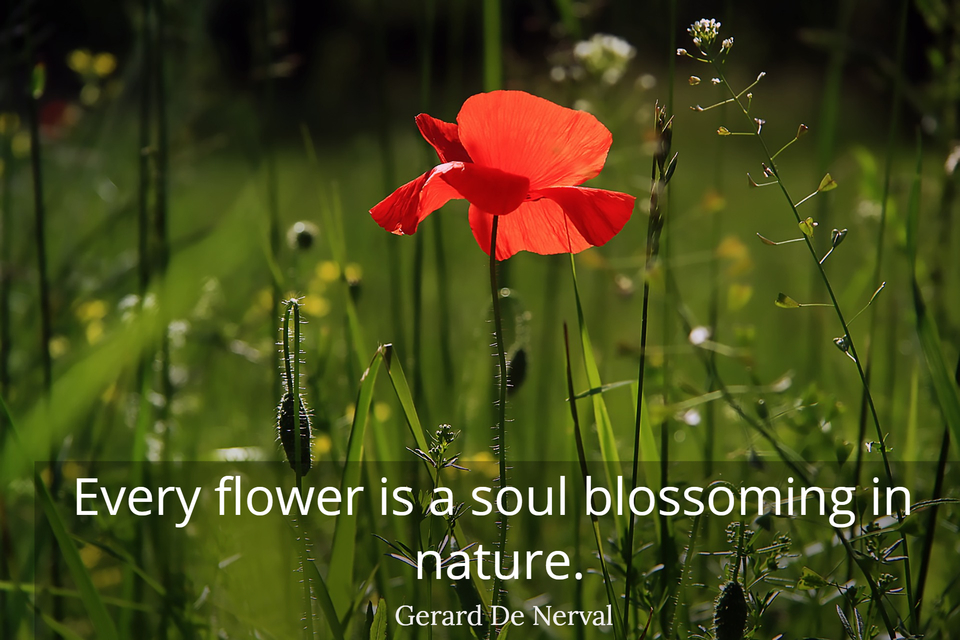 Every flower is a soul blossoming in nature. Quote