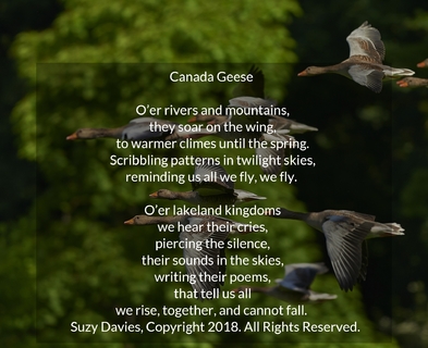 canada geese oer rivers and mountains they soar on the wing to warmer climes until...