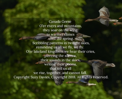 canada geese oer rivers and mountains they soar on the wing to warmer climes until...