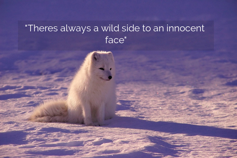 theres always a wild side to an innocent face...