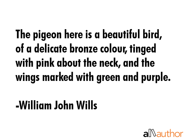 The pigeon here is a beautiful bird, of a delicate bronze colour, tinged with pink about the neck,... - William John Wills Quote GIF