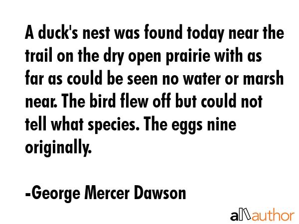 A duck\