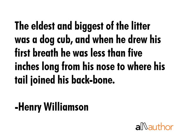 The eldest and biggest of the litter was a dog cub, and when he drew his first breath he was less... - Henry Williamson Quote GIF