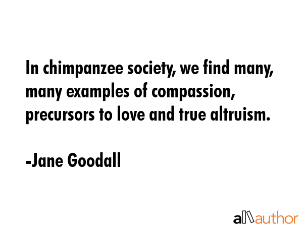 In chimpanzee society, we find many, many examples of compassion, precursors to love and true... - Jane Goodall Quote GIF