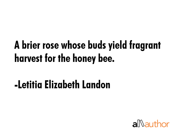 A brier rose whose buds yield fragrant harvest for the honey bee. - Letitia Elizabeth Landon Quote GIF