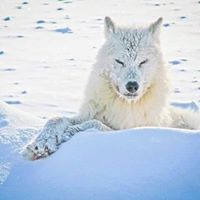 Barb Wolf