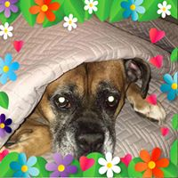 Robin Muckle McDonald