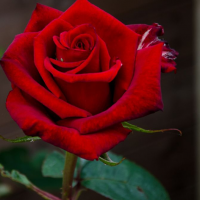 Rose McDonald