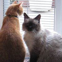 Linda Harrod Shelton