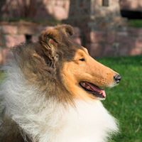 Cheviot Collies