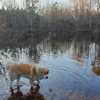 Darla Upchurch-Sills