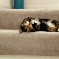 Jocelyn Dugan-Burleson