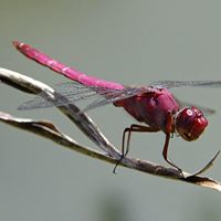 Mili Echeni