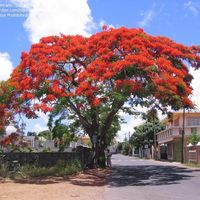 Morag Cormack Marinoni