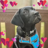 Simon